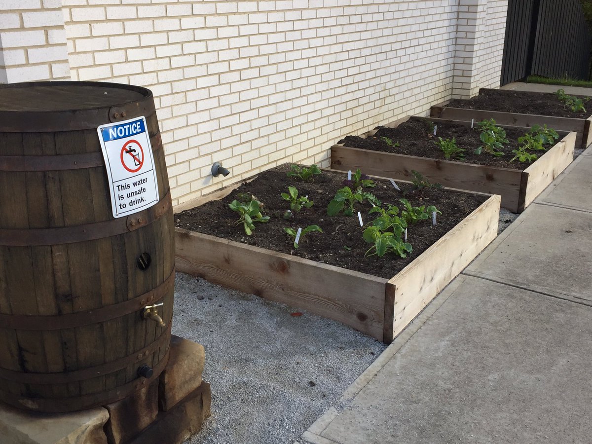 RatnerGriffith's tweet photo. The Ratner Learning Garden fresh veggies!!!! https://t.co/zSu6vfS8MB