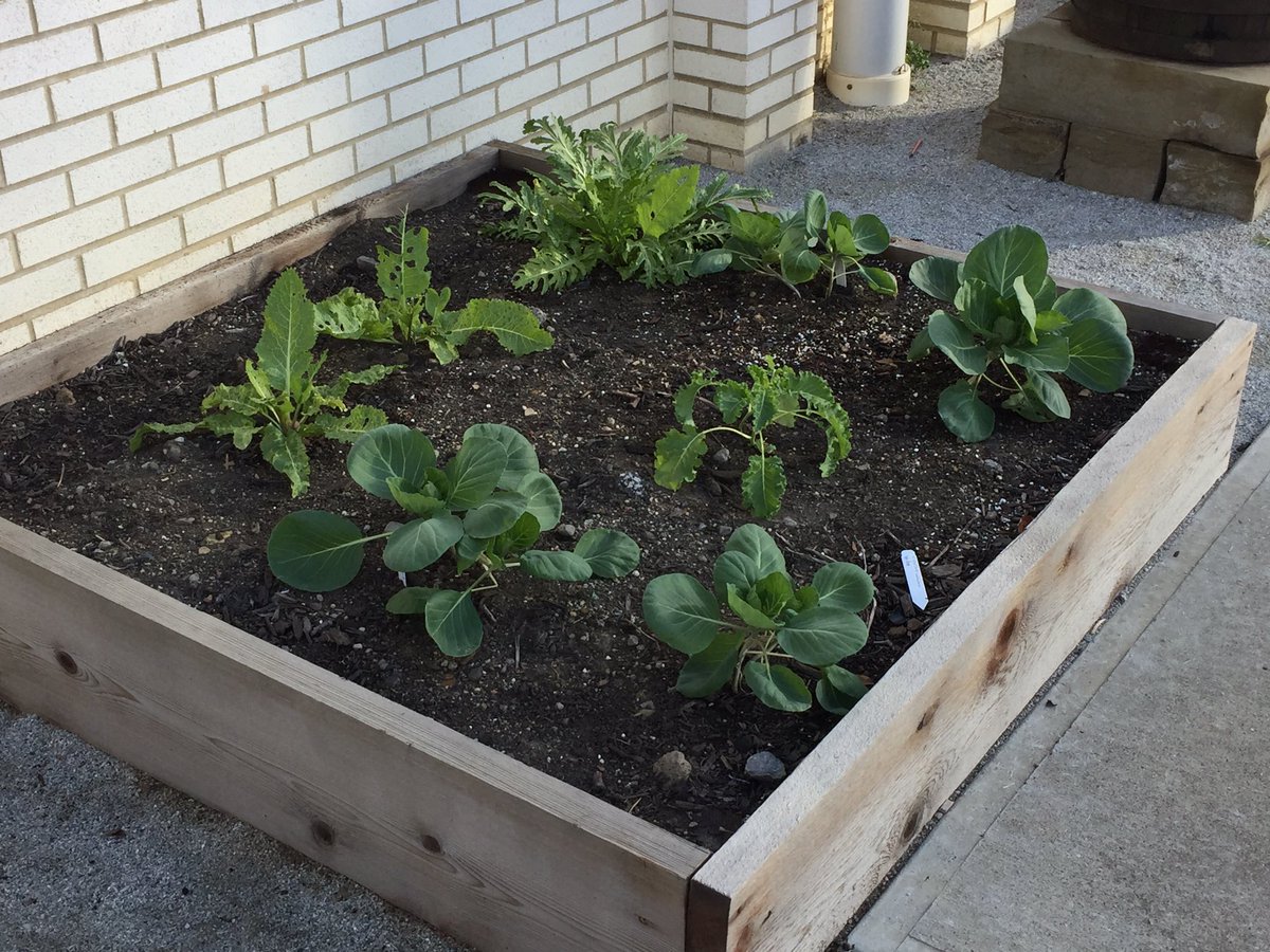 RatnerGriffith's tweet photo. The Ratner Learning Garden fresh veggies!!!! https://t.co/zSu6vfS8MB