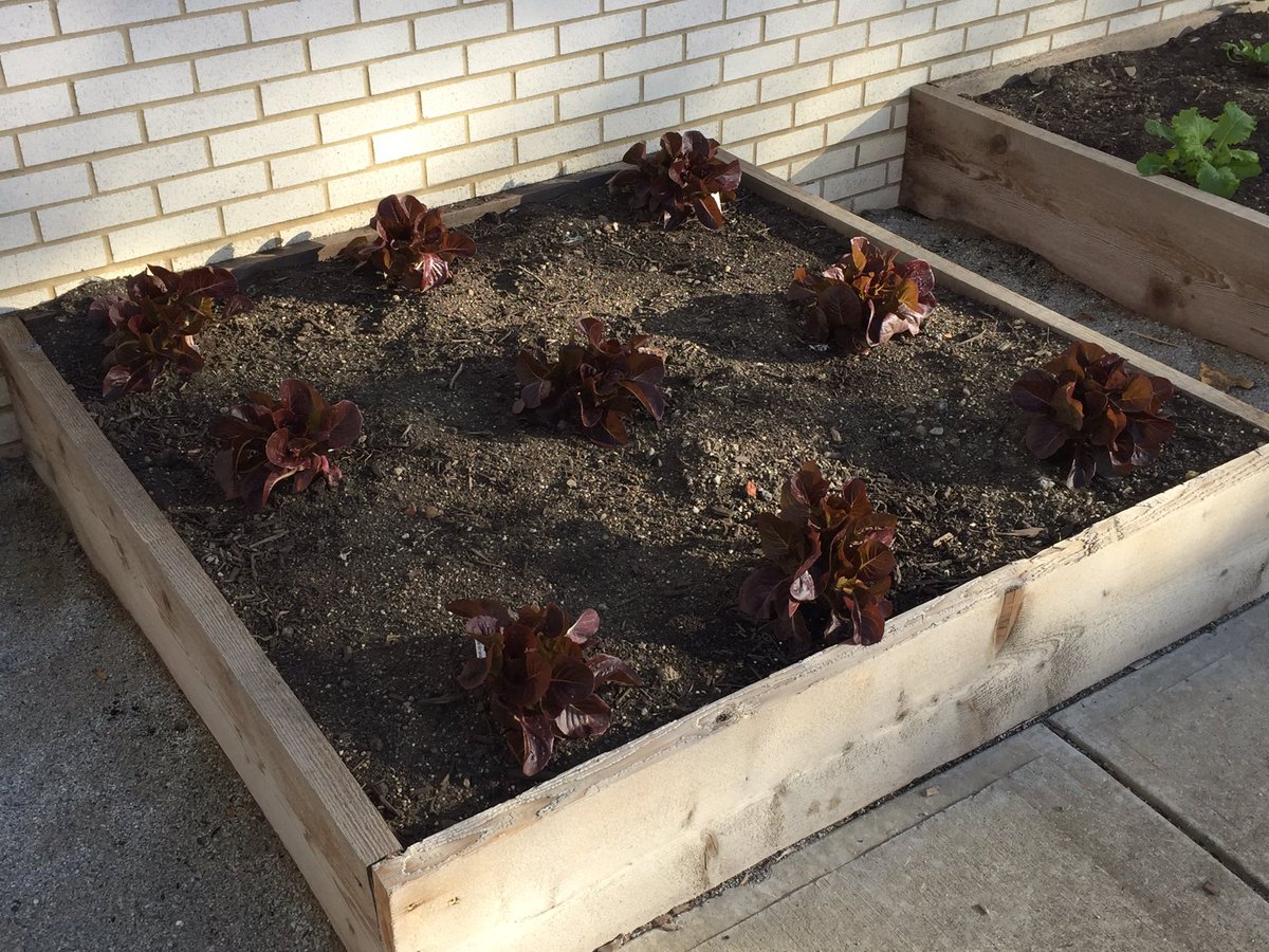 RatnerGriffith's tweet photo. The Ratner Learning Garden fresh veggies!!!! https://t.co/zSu6vfS8MB