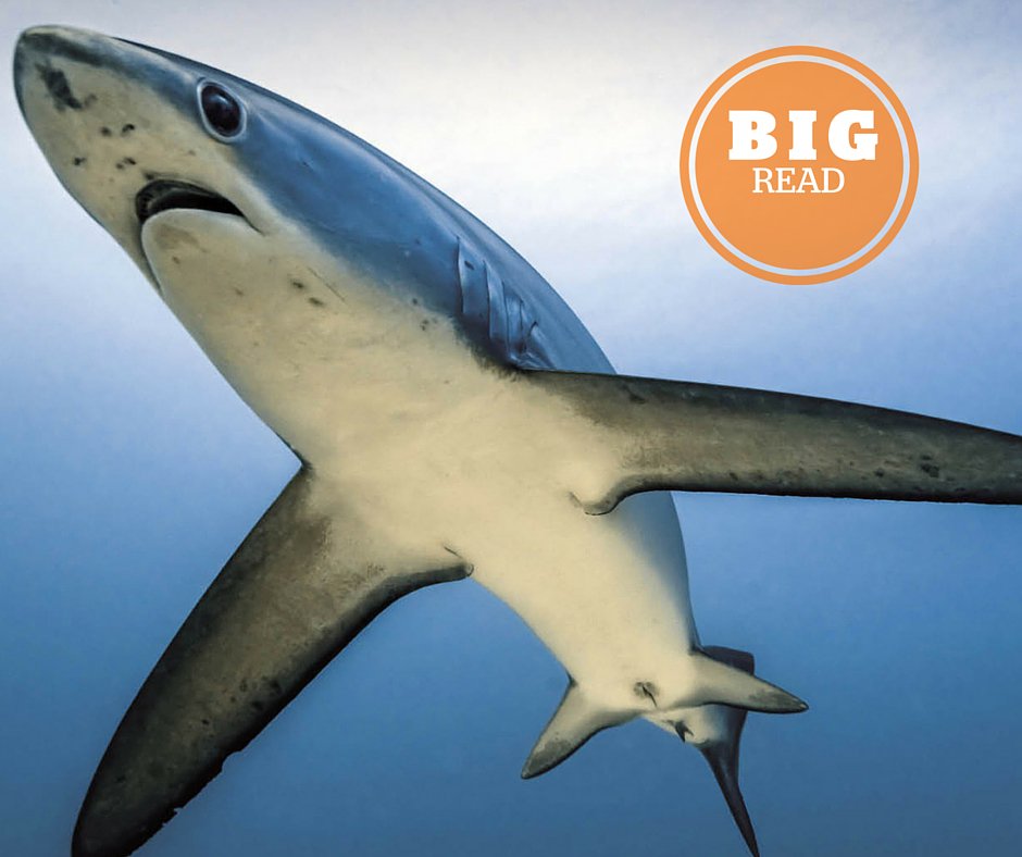 Awesome! Stunning pixs of thresher sharks and fascinating  read.
mvnt.us/m231915