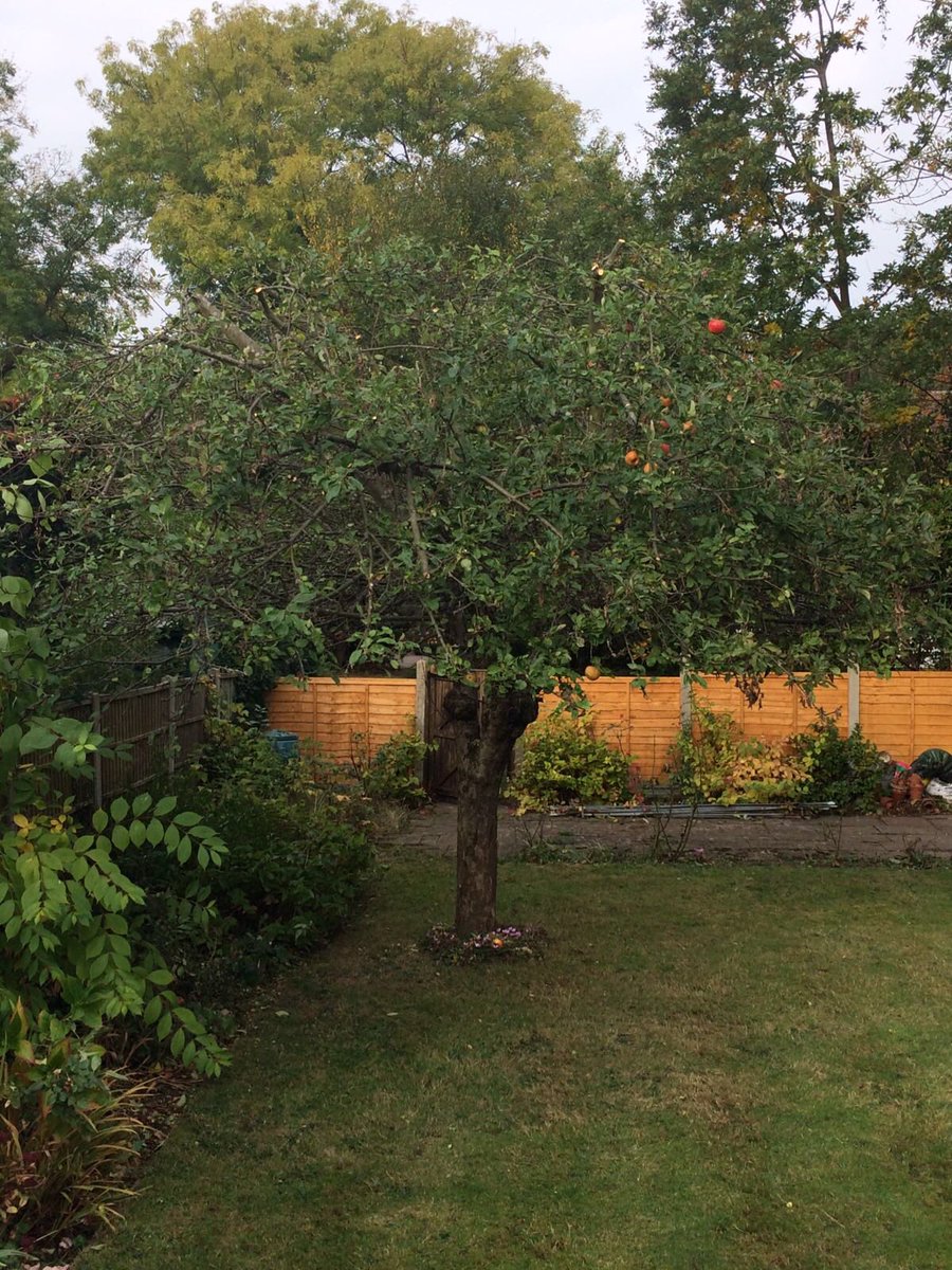 dg_trees's tweet photo. Apple Tree reduction this afternoon thanks to the team @dg_trees #trees #apples https://t.co/ZPODjSboZn