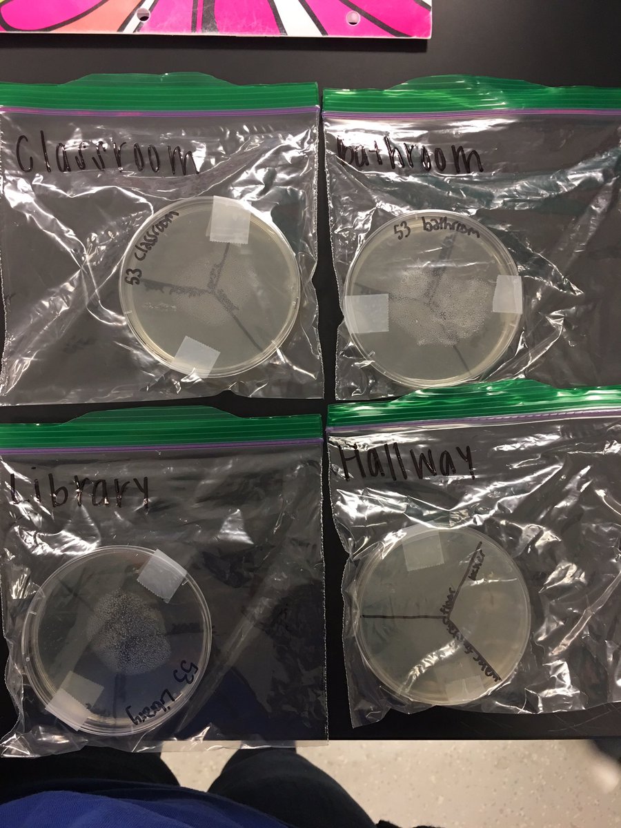 morgan_thurza's tweet photo. Started our bacteria investigation today!! Stay tuned to find out how much bacteria is in our school :) @CooperSci #KytnSci https://t.co/d1e8L1ue8N