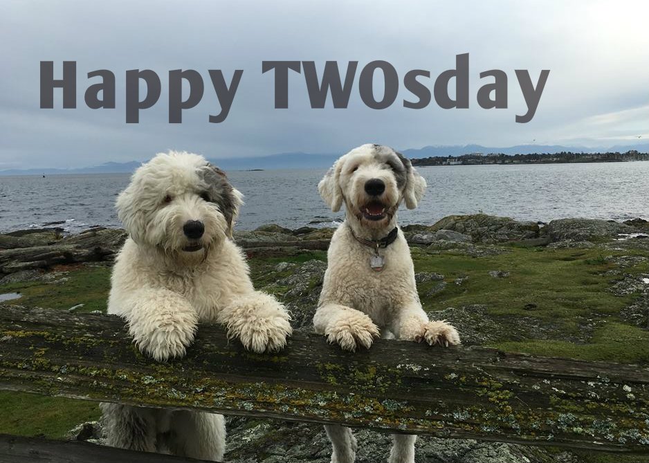 DogsofVictoria's tweet image. Sending wagging tails to all the fur babies in #yyj #dogsoftwitter
facebook.com/dogsofvictoria/