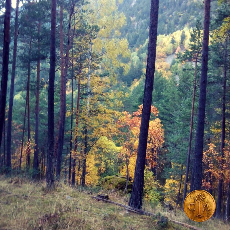 Los colores del Románico siempre son inspiradores ✨✨✨ #pirineoaragonés #setas #Chistau