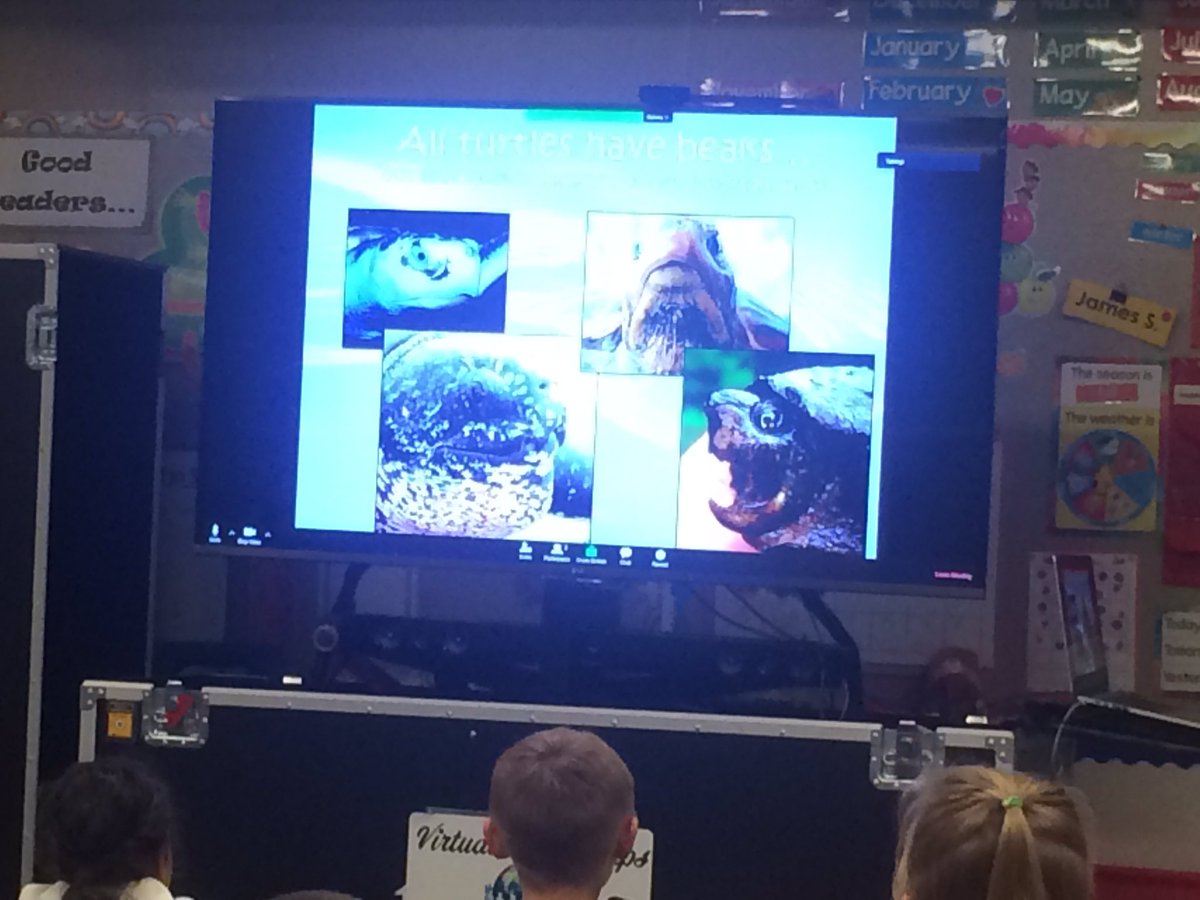ASM GR.1&amp;2s VFT 2 <a href="/SeaTurtleInc/">Sea Turtle, Inc.</a> on the south coast of Texas learning about Sea Turtle Rehab <a href="/SD23News/">Central Okanagan Public Schools</a> <a href="/TerryBeaudry/">Terry Beaudry</a> @MoyraBaxter