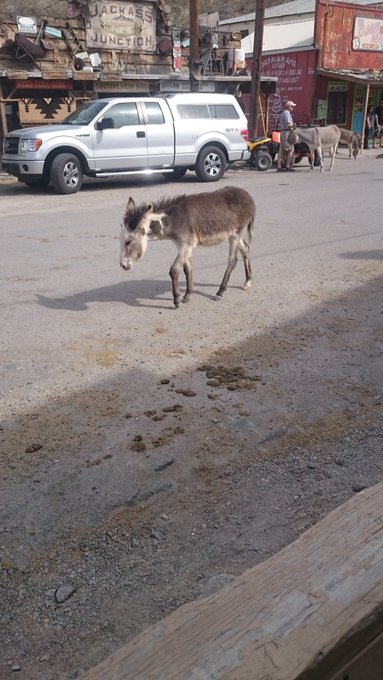 Went to Oatman Sunday and Omg Donkeys roaming around town https://t.co/pMaOwtJOIT<a href="/tag/femdom"class="tags"><span>#femdom</span></a><a href="/tag/mistress"class="tags"><span>#mistress</span></a><a href="/tag/cammodel"class="tags"><span>#cammodel</span></a>