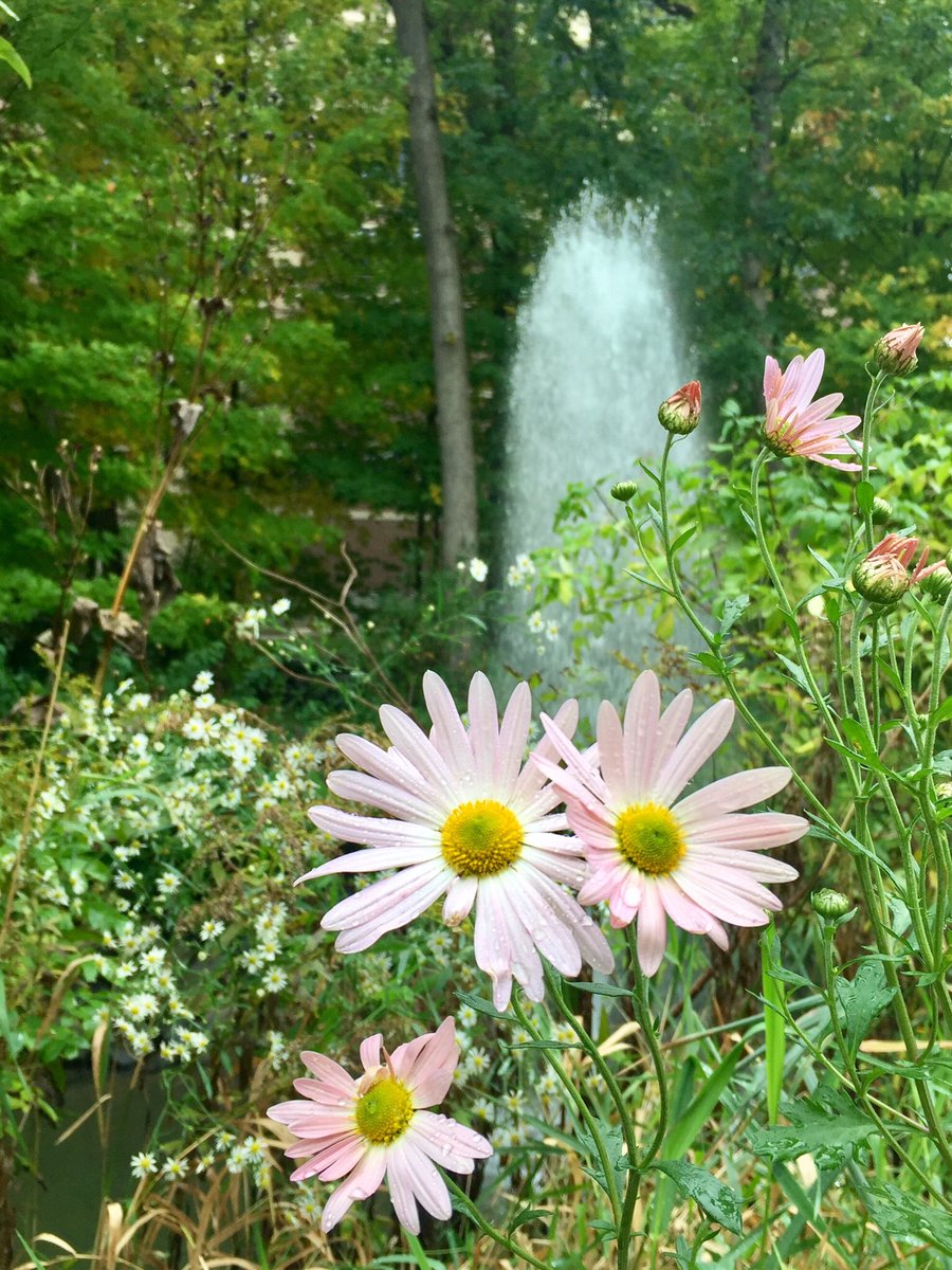 sue_massey7's tweet image. #MakeAQuoteModern
#ItTakesAVillage
#OurBlockRocks
Everyone has ea other&apos;s bk #community #tribe #family #Kindnessmatters #RespectDifference