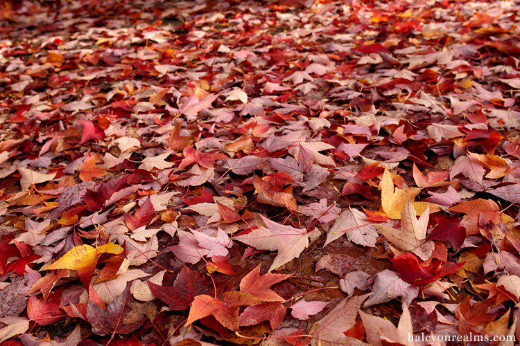 a_nime_a's tweet photo. Autumn Colors, Vancouver , 2016. https://t.co/BOzK12kr0P