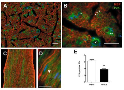 epub the lymphomas