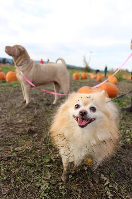Look at these idiots 😍 https://t.co/UzGgcToqwC