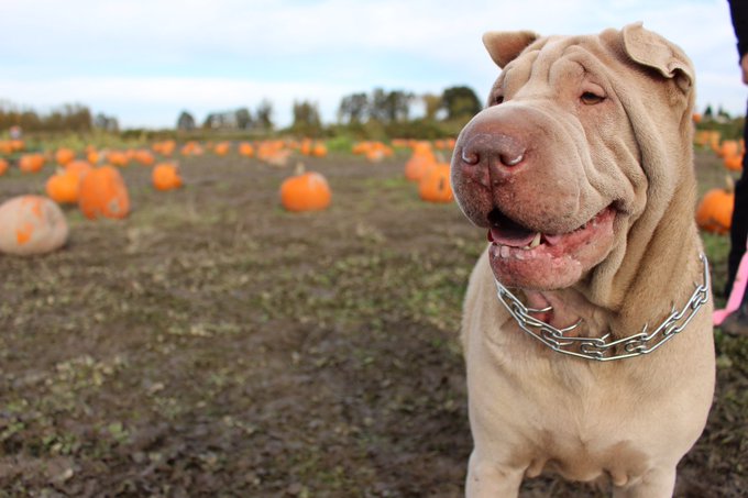 Look at these idiots 😍 https://t.co/UzGgcToqwC