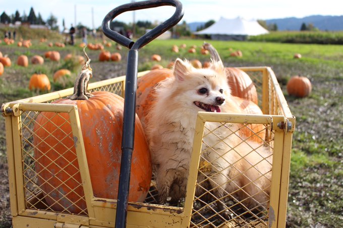 Look at these idiots 😍 https://t.co/UzGgcToqwC