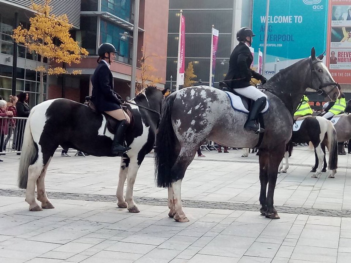 Karen55555's tweet photo. Horses outside the @EchoArena earlier today! #liverpoolride https://t.co/vmBRYEupWl