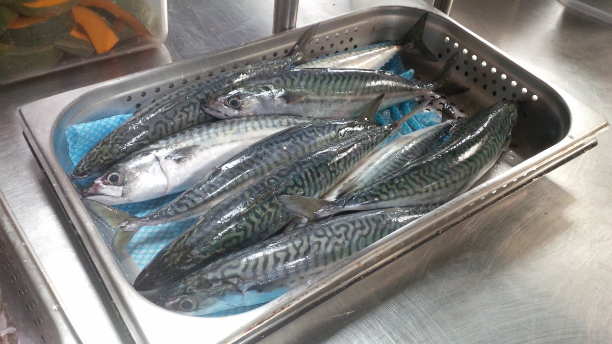 PittCueCo's tweet image. These little/big rippers in from Cornwall first thing. On the menu tonight!!!