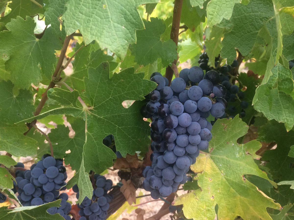 LAVILLADECORSA's tweet photo. Sortida a Logronyo.Bodegas inurrieta, Ramon Bilbao . Visita Laguardia #vins #rioja #rutas #callelaurel #platstheboss https://t.co/dOAe9greWg
