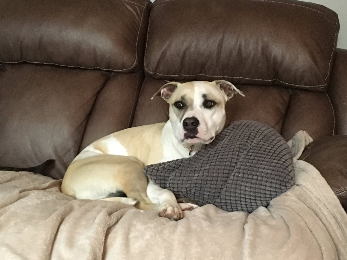 VictoriaW_TA's tweet photo. @Animal_HumaneMN This is Delilah. She's 2 years old. https://t.co/JyvY7CCu41