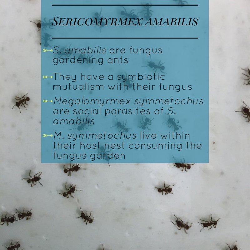 Megalomyrmex's tweet photo. The fungus gardening ants S. amabilis are hosts to Megalomyrmex parasites https://t.co/cNFa3Q081V