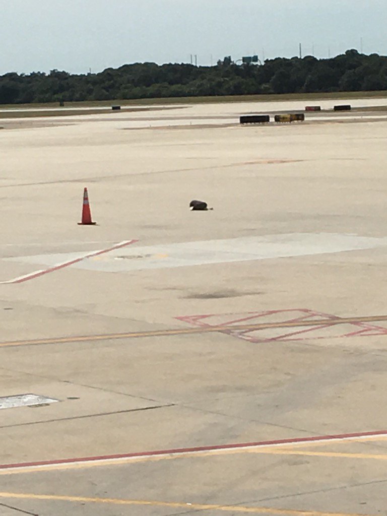 CVPerformance's tweet image. Second time this year ive seen a bag sitting out on tarmac from @AmericanAir. This time in Tampa. F81 gate