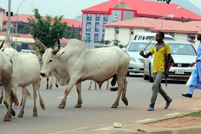 The Minister of Federal Capital Territory [FCT], Malam Muhammad Musa Bello has ordered cattle rearers to vacate Abuja metropolis or ace his wrath. 