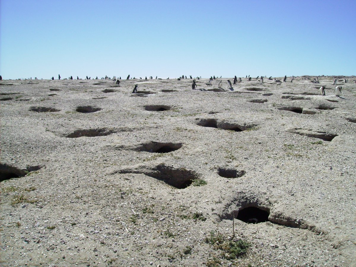 ProbaPatagonia's tweet image. ¿Podrías reconocer un nido entre miles cómo estos? Los 🐧 magallánicos lo hacen cada año 😮