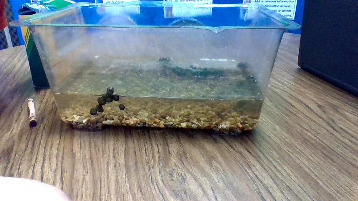 neppl4thgrade's tweet photo. Learning Biotic and Abiotic things with masquitofish #learningatkelly https://t.co/nmCAosJDnr