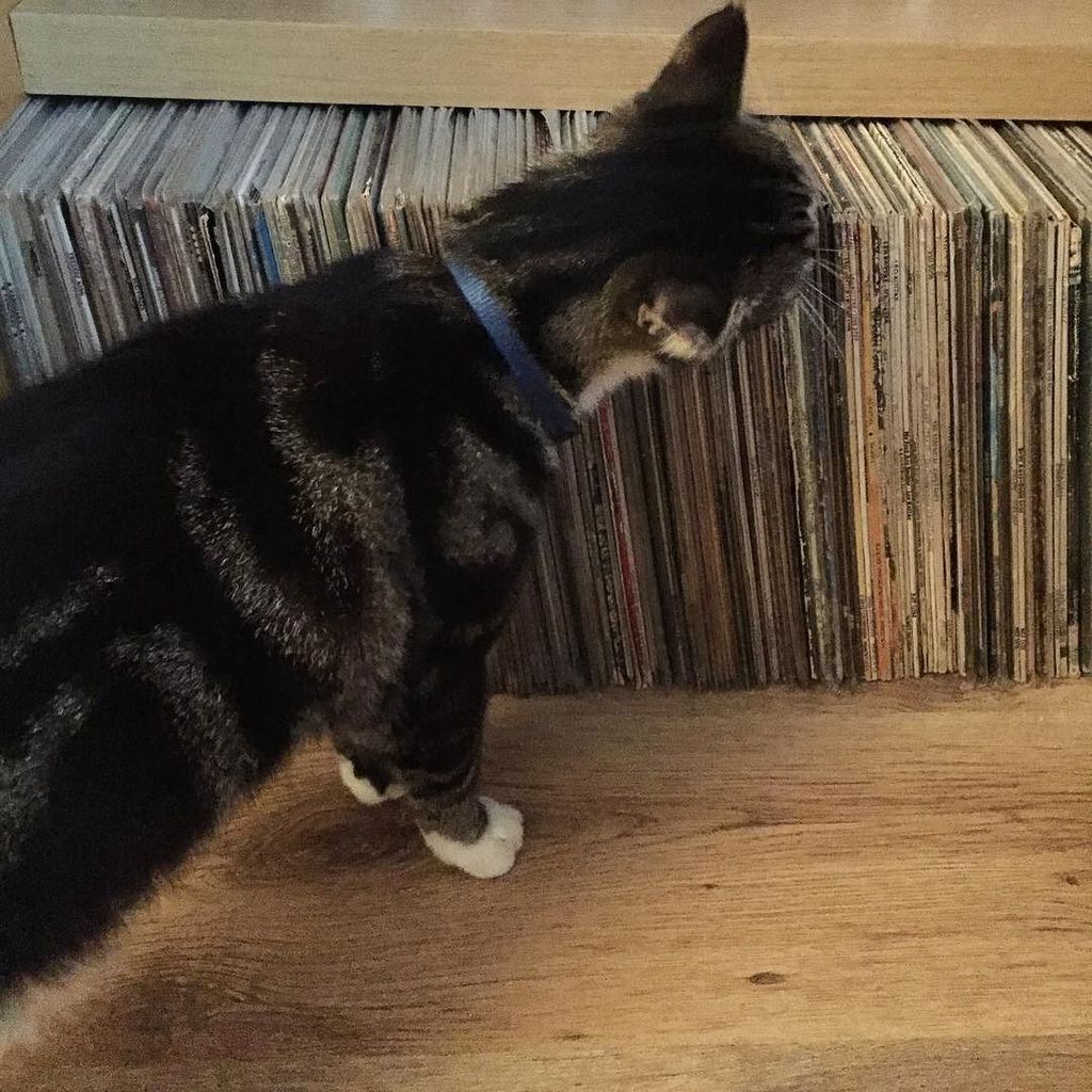 ifightthedead's tweet photo. Picking the evening jams 📻🎶😺 https://t.co/9JEpF7fxRX https://t.co/rqcWoWkAEs
