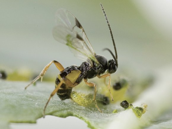 PassionEntomo's tweet photo. Do you know what a parasitoid? No ? Discover the history between two wasps, a caterpillar and a cabbage leaf https://t.co/7qK9DvEwuF https://t.co/Be0aBgeJ6G