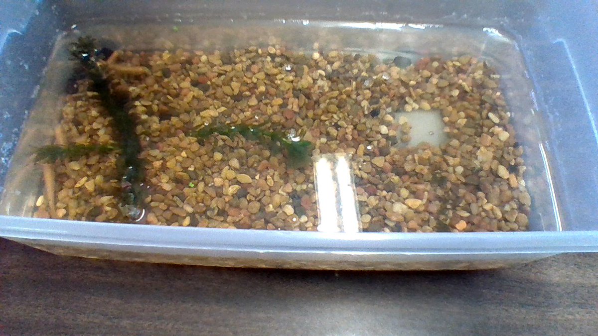 neppl4thgrade's tweet photo. Learning Biotic and Abiotic things with masquitofish #learningatkelly https://t.co/nmCAosJDnr