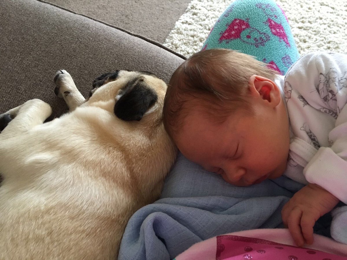 I love my little brother #puglife