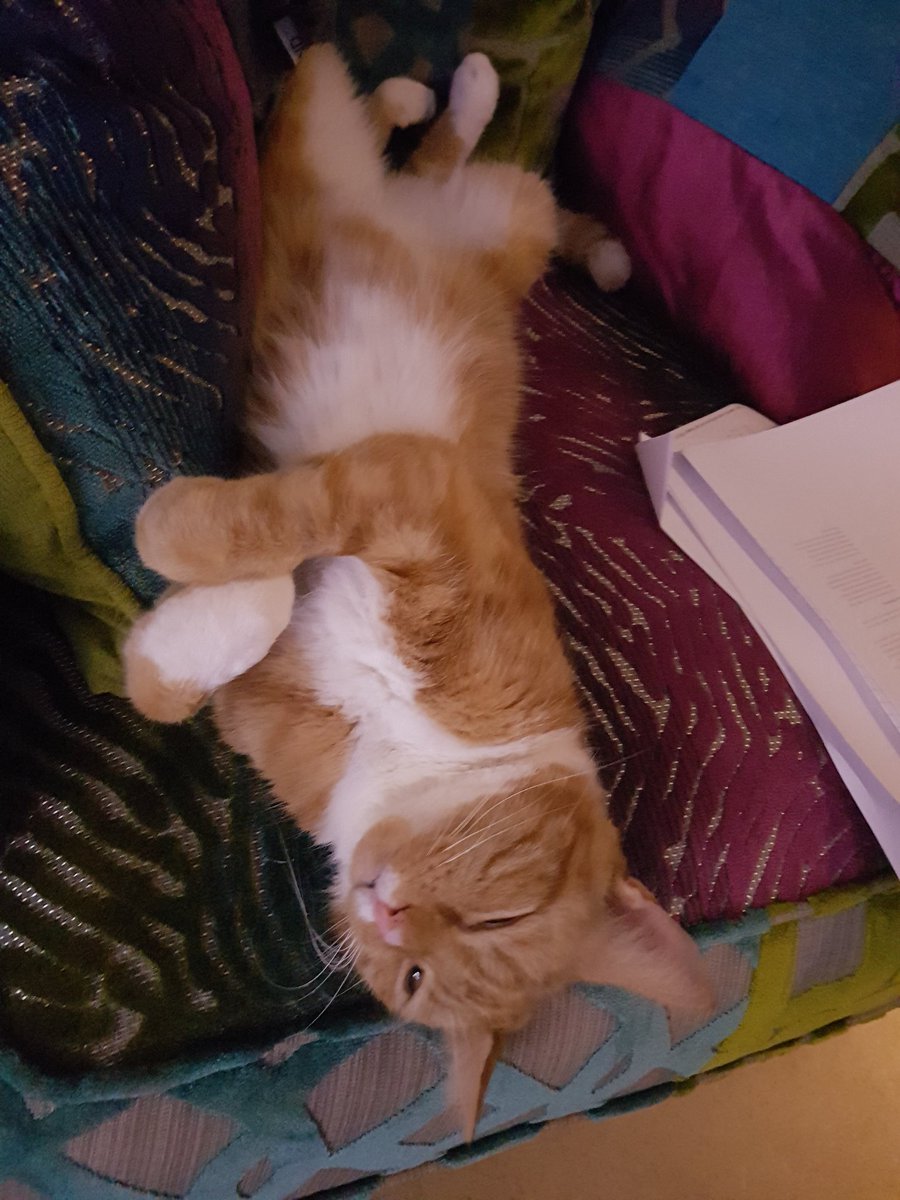 shaunbrevo's tweet photo. Have you seen this cat  #servingwithpride https://t.co/2orHqU1Sra