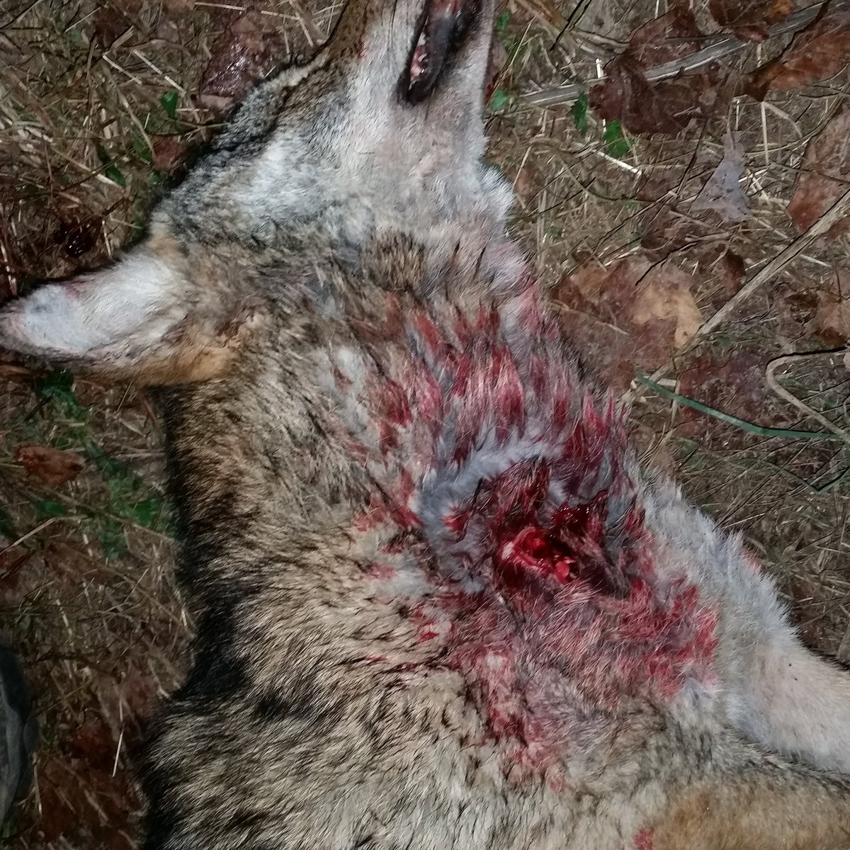 Lights Out Outdoors tweet media