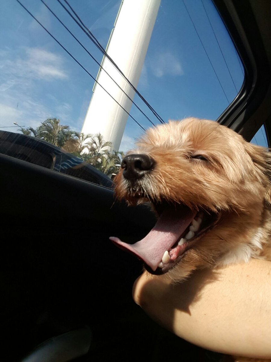 againstfile's tweet photo. ah gwnte eu mostrei pra vcs a foto do loki no carro hj?????? nem parece que ele tava resmungando #dailyloki https://t.co/N8f0UyHOZB