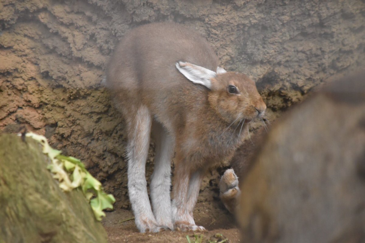 トウホクノウサギ