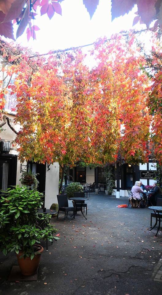 Season of mists and mellow fruitfulness 
At the red lion hotel Salisbury
#lovesalisbury <a href="/1_redlion/">The Red Lion Hotel</a> <a href="/BestWesternGB/">Best Western GB</a> #salisbury #visitwiltshire