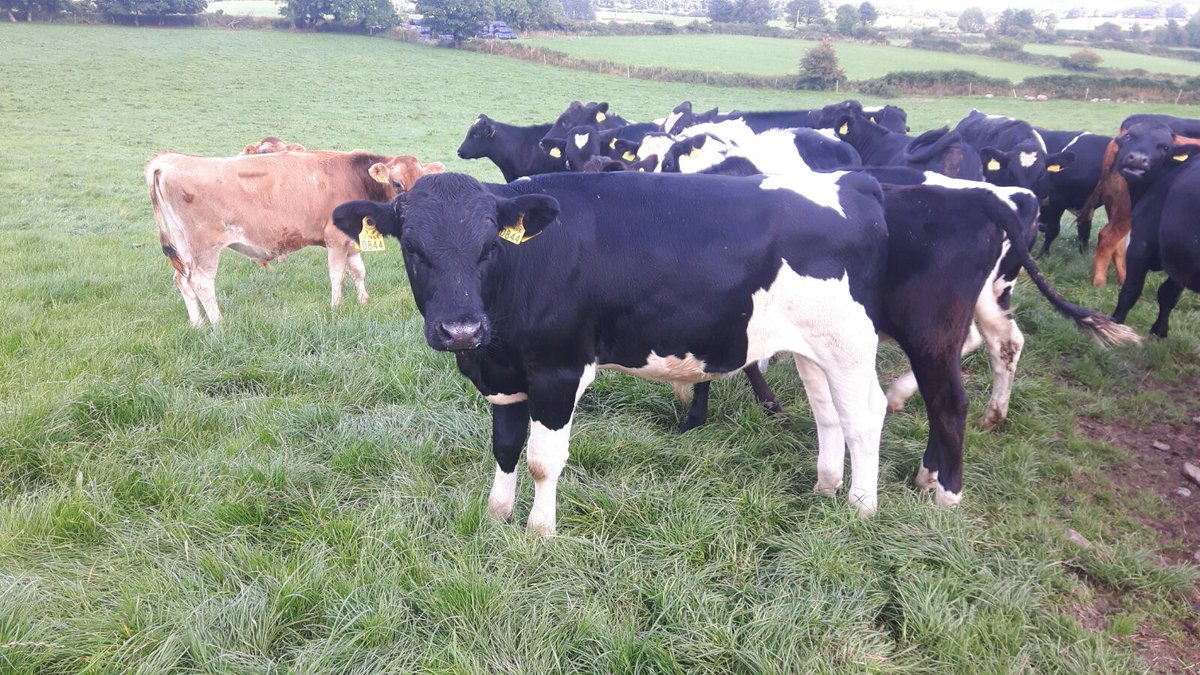 Forge_Genetics's tweet image. Details of stock bulls for sale coming soon. Here's a few shots of them strutting their stuff...