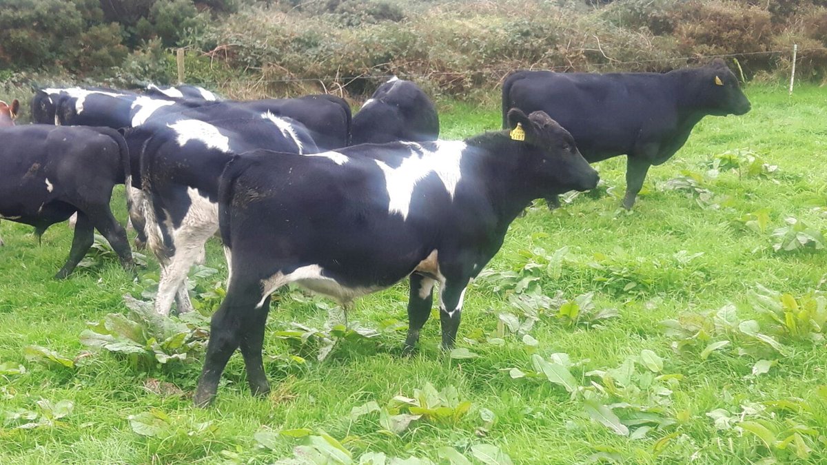 Forge_Genetics's tweet image. Details of stock bulls for sale coming soon. Here's a few shots of them strutting their stuff...