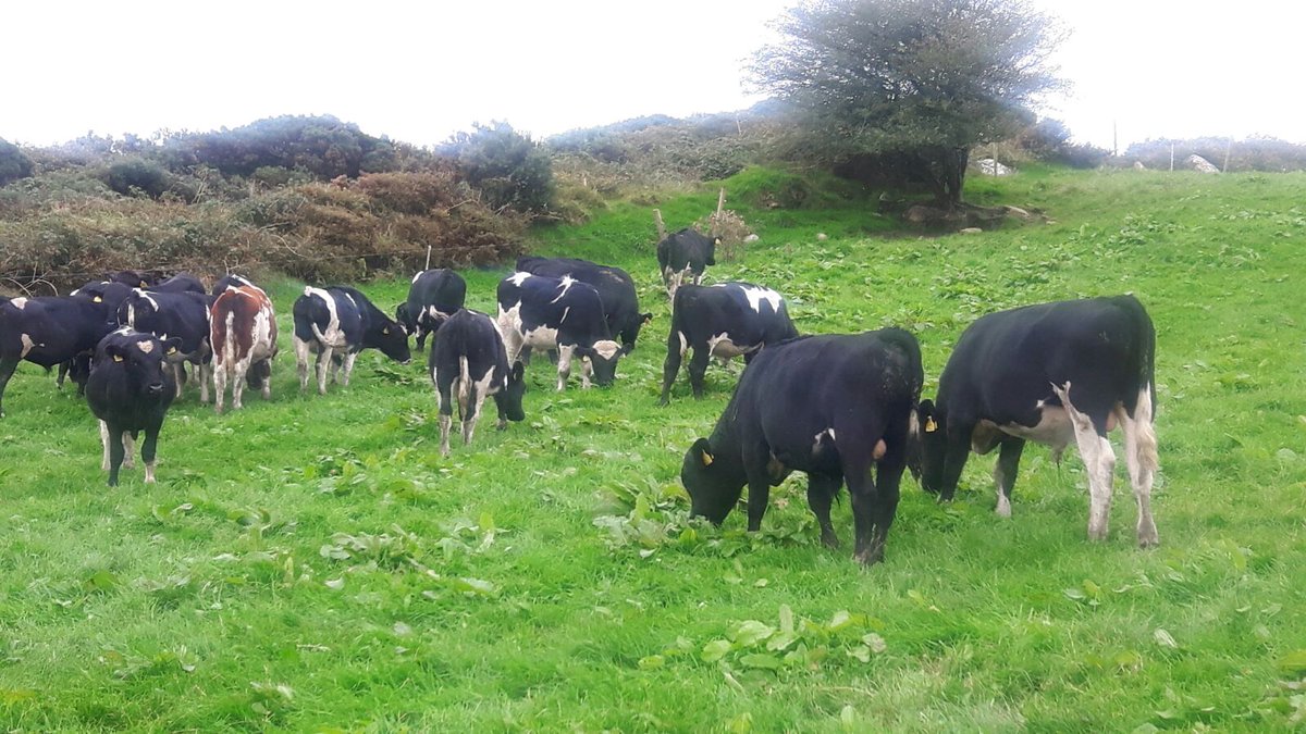 Forge_Genetics's tweet image. Details of stock bulls for sale coming soon. Here's a few shots of them strutting their stuff...