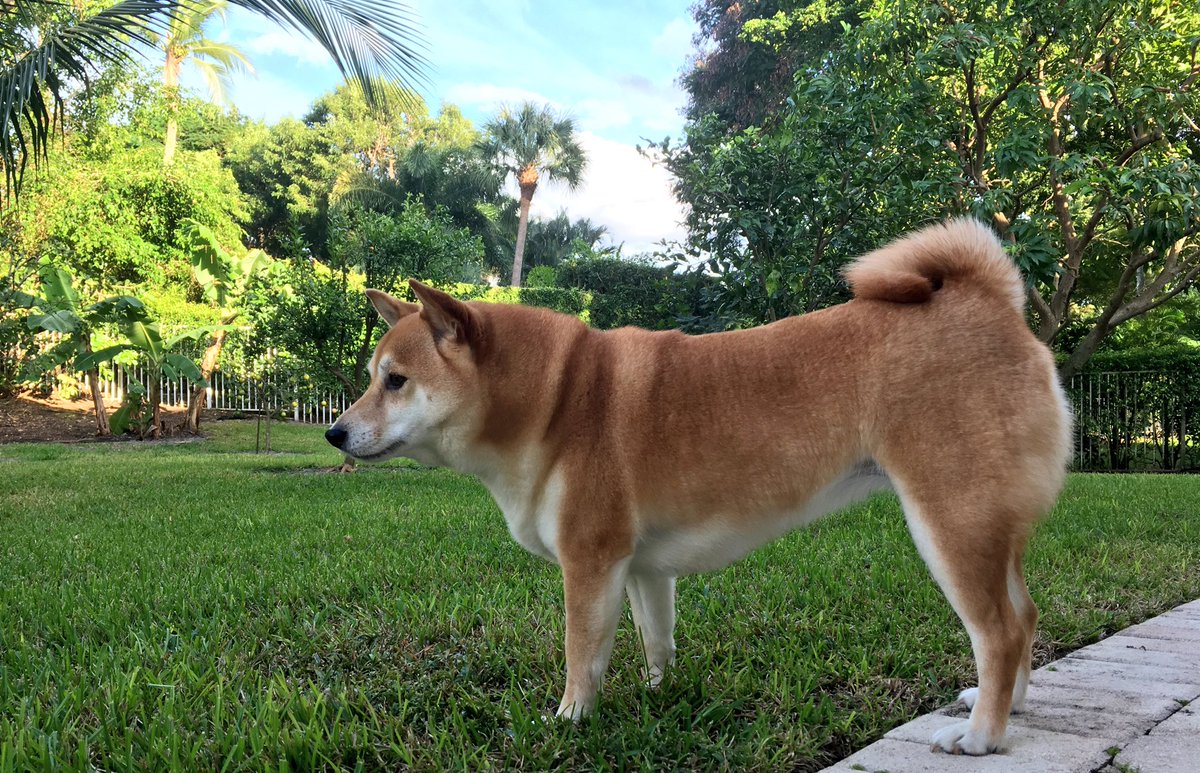 Find your perfect adoptable #pet or search for local pet services!

leashyourself.com/advanced-search

#tech #startup #website #adoption #dogs #cats