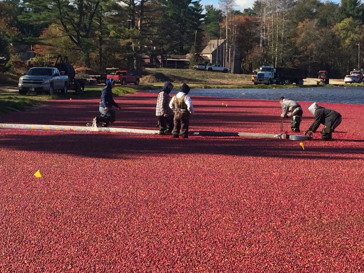 caljake65's tweet photo. MSMS BEAM and Photo kids visit Harju Bros. Cranberries, Inc. today for harvest @MSMSBPS @BurlMASchools #bpsedchat https://t.co/3LPHKvflxe