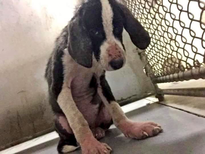 RDR_NYC's tweet photo. Will you help us help Rayna?
https://t.co/ulVkkXTRQ8 https://t.co/mGxfFLz3UL
