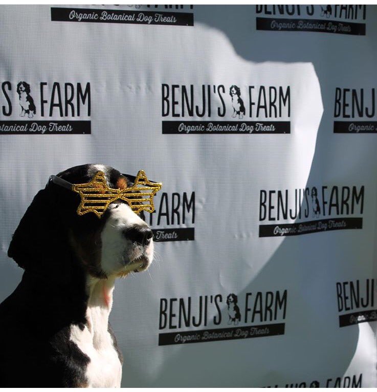 BenjisFarm's tweet image. HEY GUYS! 1 week until Benji's Farm is live on KICKSTARTER! Check us out! #dogfood #dog #healthy #kickstarter #campaign #organic #vegan