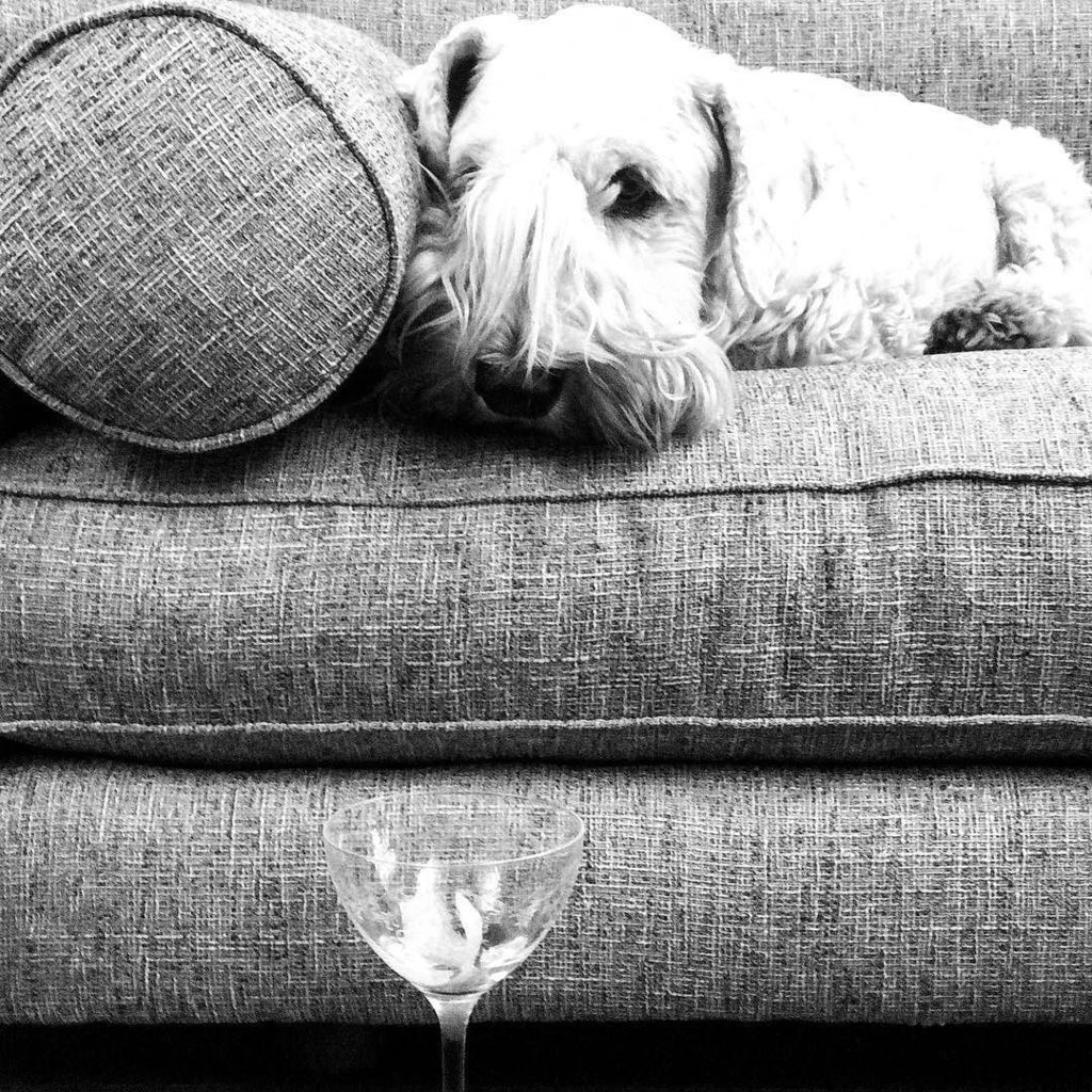 joshrubin's tweet photo. Drinking in the office again. #sealyhamsofinstagram https://t.co/u0NU2QFizZ https://t.co/A6wn4XQVSF
