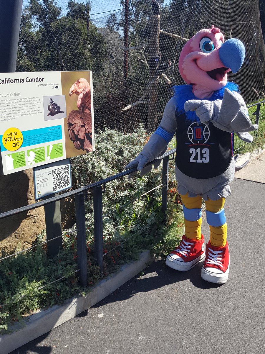 ChuckTheCondor's tweet photo. Today I met some of my cousins at the @SantaBarbaraZoo. @SantaBarbaraZoo Thank you for inviting me, and EVERYONE go download #CondorCountry https://t.co/wOedeJBatn