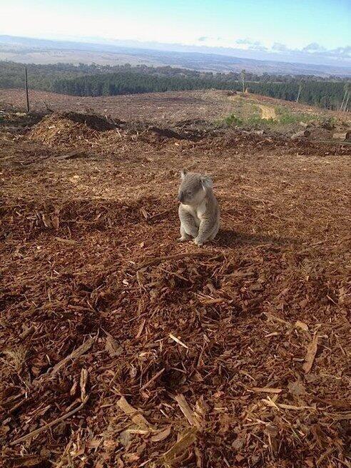 CodyStephenso16's tweet photo. This is a real photo of a koala who just discovered his home had been cut down https://t.co/jqPKbpW9G9