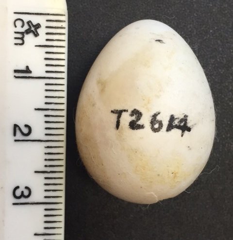 AustFieldOrnithology (@afoonline) on Twitter photo Is this a night parrot egg? Find out in the most recent article in AFO birdlife.org.au/afo/index.php/… <a href="/BirdlifeOz/">BirdLife Australia</a> #ornithology Is this a night parrot egg? Find out in the most recent article in AFO birdlife.org.au/afo/index.php/… <a href="/BirdlifeOz/">BirdLife Australia</a> #ornithology