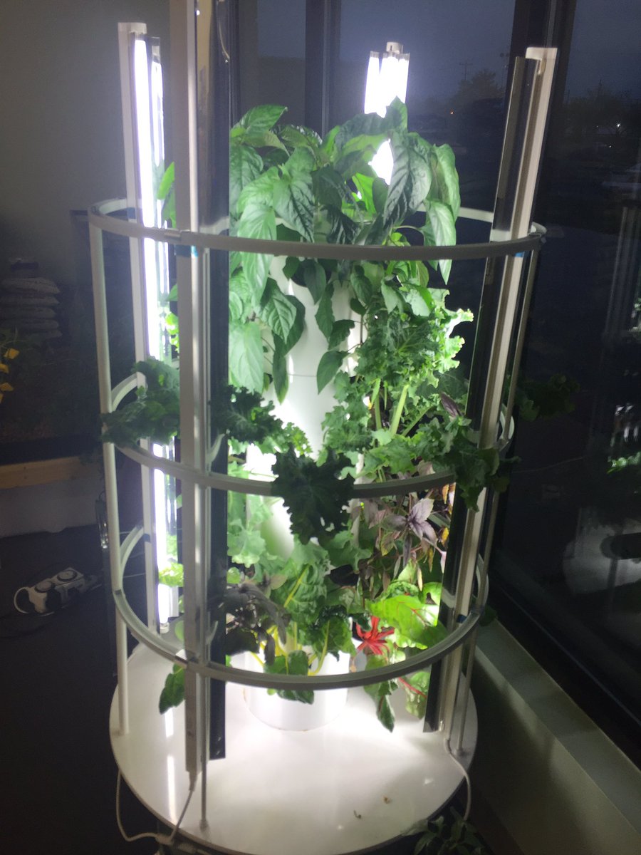 The tower garden is killing it! Come check it out! <a href="/Hygrowponics/">Hygrowponics</a> <a href="/TowerGarden/">Tower Garden</a> #Columbusgardens #Ohio