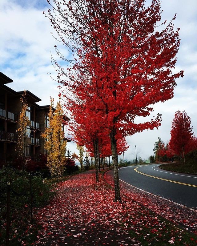 QuestUniCanada's tweet image. 🍁 #fallforquest Via 📷: @ravminhas12 / #QUC #QuestU #QuestUniversityCanada #ExcellenceInEdu… ift.tt/2esGMBV