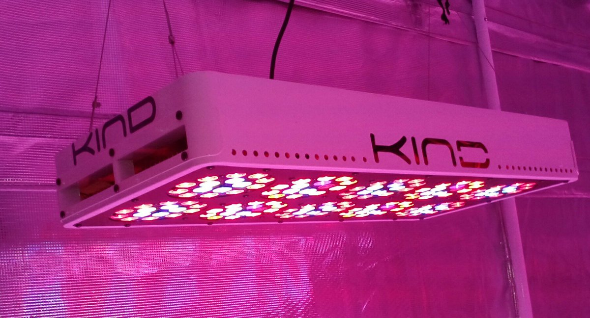 bryant_420's tweet photo. Be Kind and #growlikeasuperpro with @OfficialKINDLED and @GorillaGrowTent #kindled #kindspectrum #bekind #ggt #growyourown #420life π±ππ¨π¨π¨ https://t.co/lBEYkjICH2
