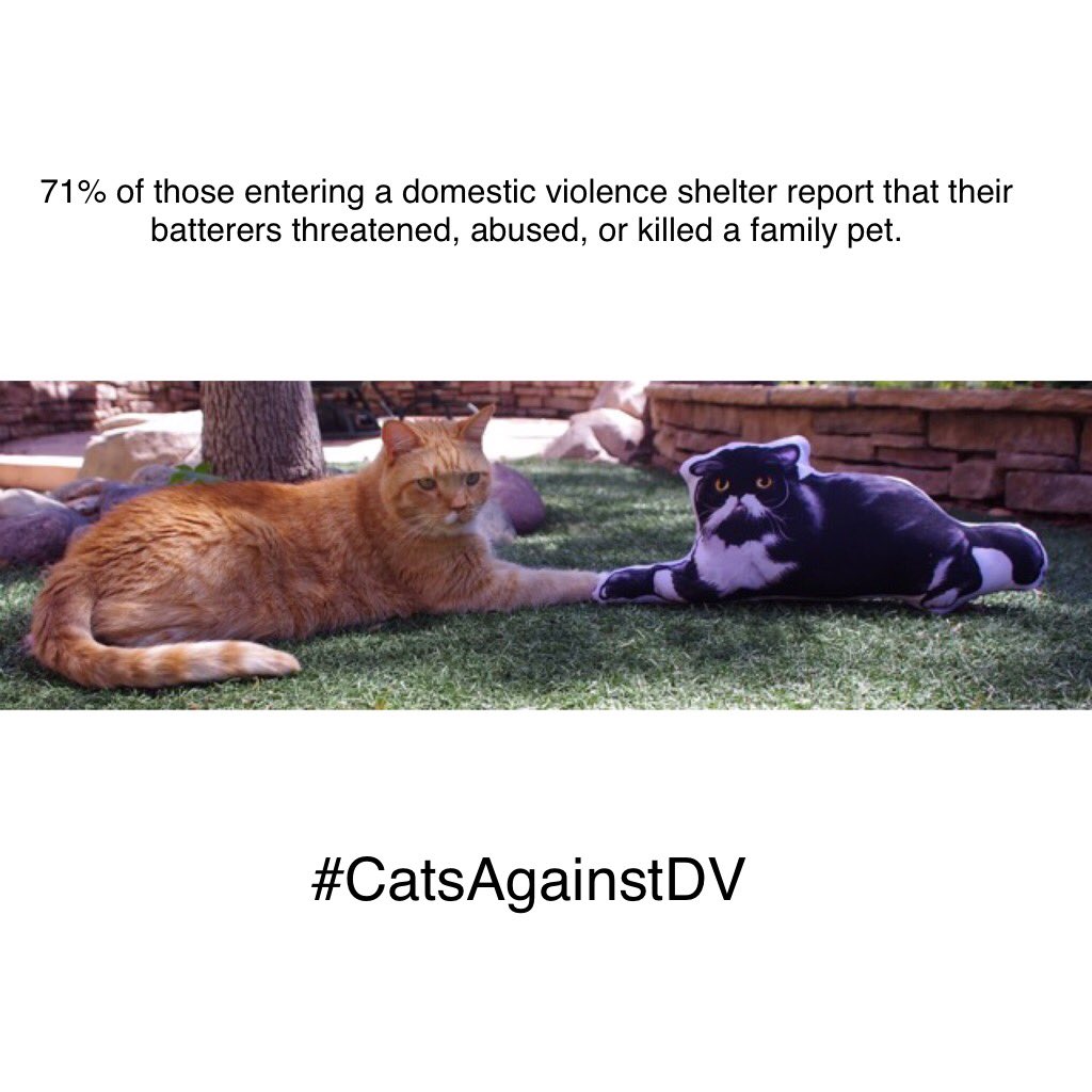 GingerHobbes's tweet photo. πMy friend Kyle witnessed a murder; his previous owner was killed in a domestic violence attack. π @mycatkyle
#CatsAgainstDV #DVMonth https://t.co/iLI72BFNZE