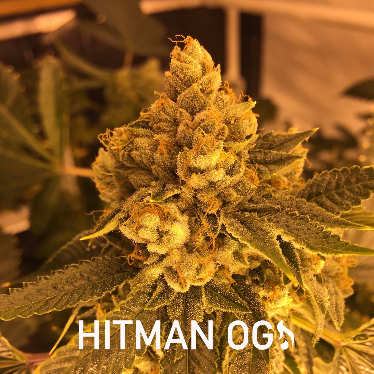 hitmanfarms's tweet photo. #HitmanOG it's about superior terps...#smoketheBEST https://t.co/QbswRlyLoA